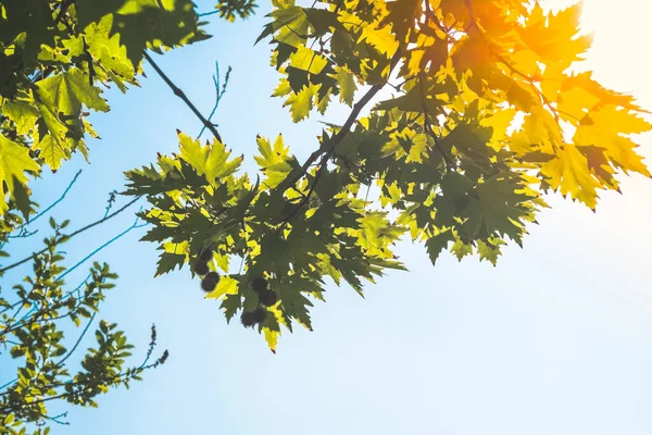 Planta Verde Frunze Copac Ramuri Copac Lumina Soarelui Platanus Orientalis — Fotografie, imagine de stoc