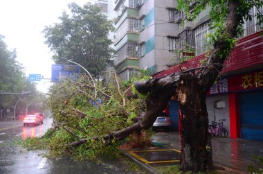 Jiangmen, Guangdong, Çin. 24 Eylül 2025. Tayfun Ragasa arkasında geniş çaplı bir yıkım bıraktı. Sayısız ağaç söküldü ya da ikiye ayrıldı..