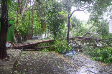 Jiangmen, Guangdong, Çin. 24 Eylül 2025. Tayfun Ragasa arkasında geniş çaplı bir yıkım bıraktı. Sayısız ağaç söküldü ya da ikiye ayrıldı..
