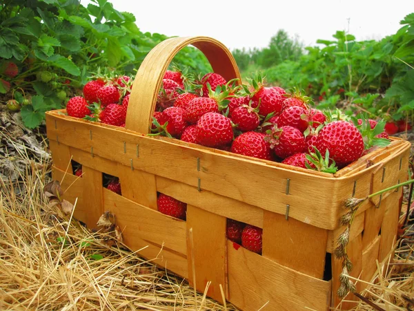 Czerwone truskawki w drewnianym koszcie kosztują między truskawkami na polu — Zdjęcie stockowe