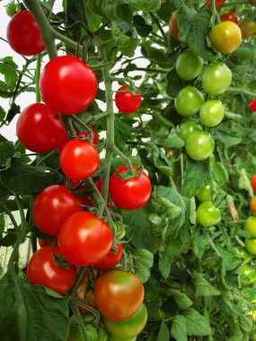 Bush üzerinde kırmızı ve yeşil domates