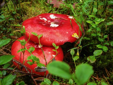 Russula mantar kırmızı şapkalı