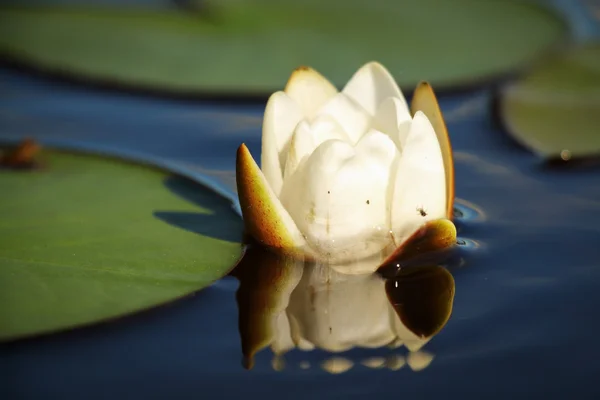 Lily fleur blanche sur le lac — Photo