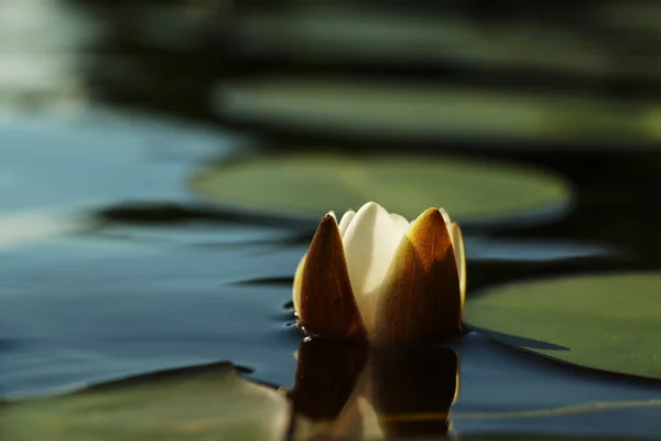 Лили белый цветок на озере — стоковое фото