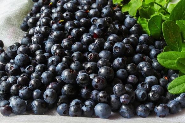 Ripe blueberries lying on a white background — Stock Photo, Image