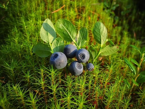 Ripe blueberries lying on a background of moss green — Stock Photo, Image