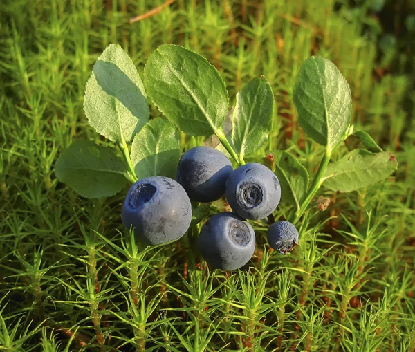 Ripe blueberries lying on a background of moss green — Stock Photo, Image