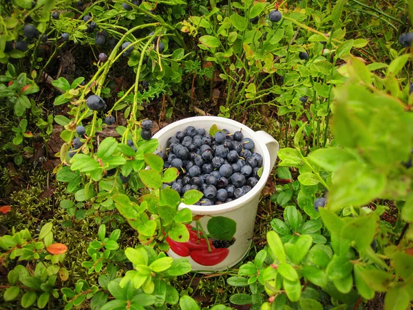 Blueberries ripe blue with a white circle is on  the moss in the forest — Stock Photo, Image