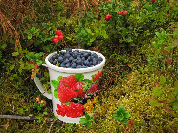 Blueberries ripe blue with a white circle is on  moss in the forest — Stock Photo, Image