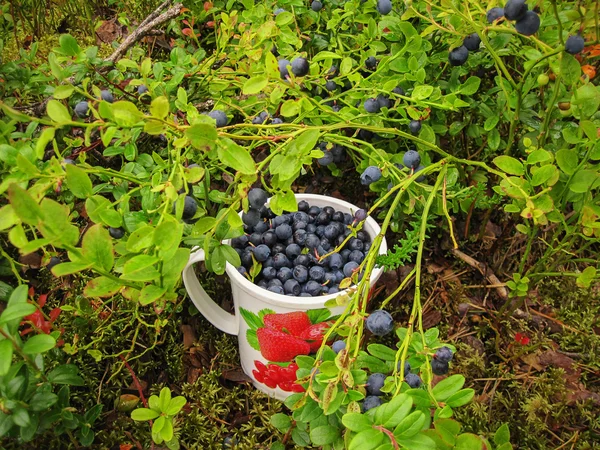 Blueberries ripe blue with a white circle is  in the forest — Stock Photo, Image