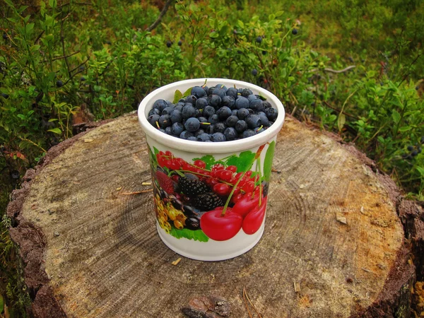 Blueberries ripe blue with a white circle is on the stump — Stock Photo, Image