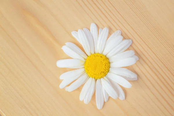 A virág a Százszorszép fehér szirmok és a sárga középen gyönyörű háttér. — Stock Fotó