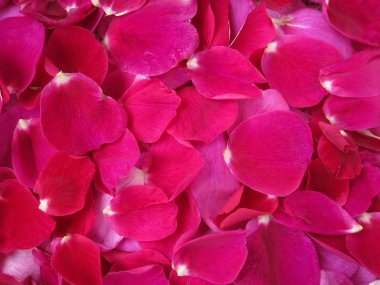 Gül tea gül yaprakları alan sağlam bir arka plan dağılmış.