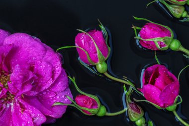 Siyah bir arka plan üzerinde yalan gül tomurcukları gülü yağmur damlaları