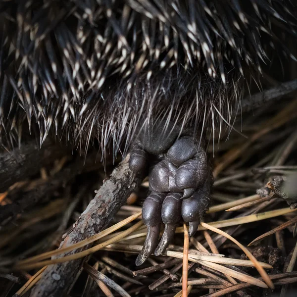 The right hind paw of a hedgehog jumps over a twig in a pine forest.