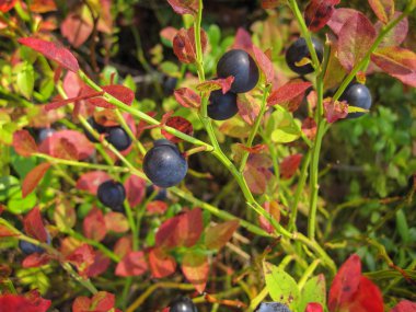 Güzel yaban mersini çalı çam ormanı içinde büyüyen Olgun tatlı çilek ile
