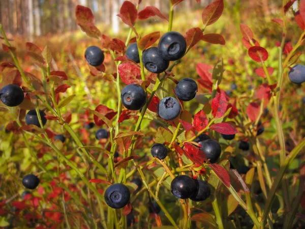 Beautiful blueberry Bush with ripe sweet berries growing in a pine forest