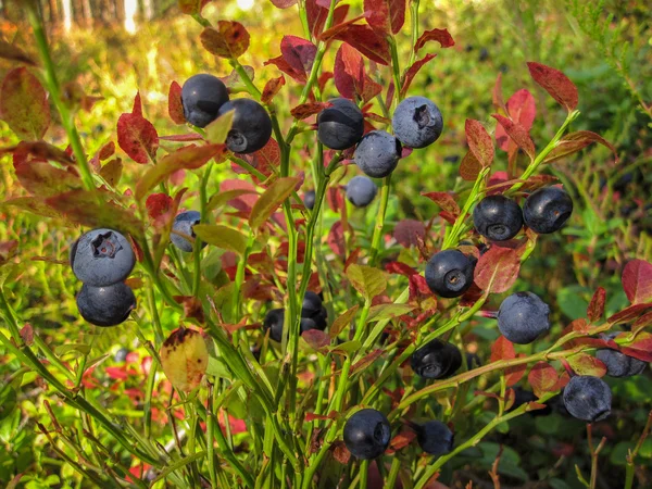 Beautiful blueberry Bush with ripe sweet berries growing in a pine forest — Stock Photo, Image