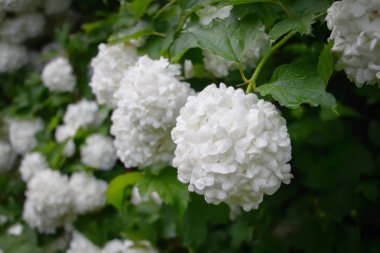 Kartopu Roseum köyün güzel beyaz küresel çiçekler çiçek açmış..