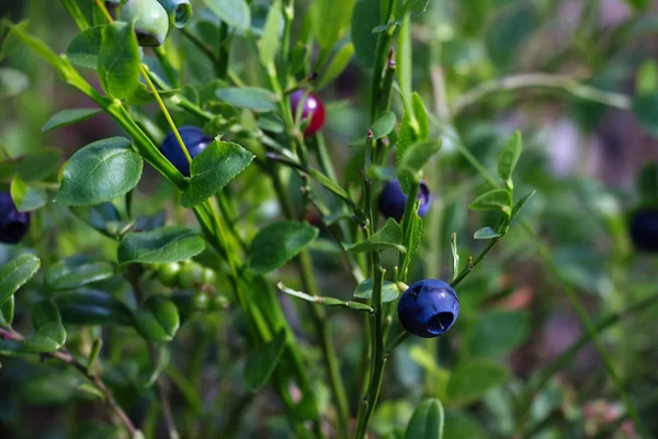 Schöne grüne Buschheidelbeeren beginnen zu reifen Beeren, die in den Wäldern wachsen — Stockfoto