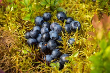 Sarı-yeşil yumuşak moss bir güneşli yaban mersini çayır üzerinde bir çam ormanı içinde yatan lezzetli olgun yaban mersini.