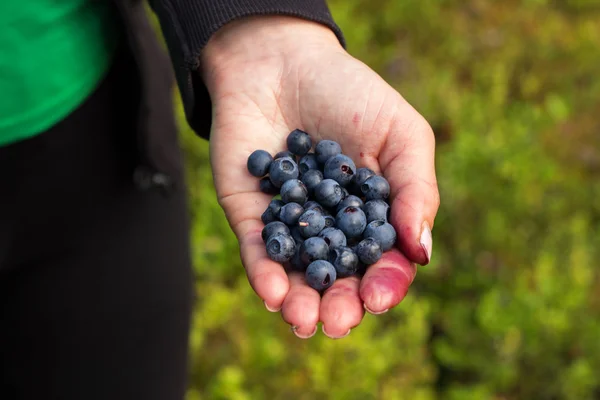 Een handvol mooie rijpe zoete bosbessen ligt in de handen van vrouwen — Stockfoto