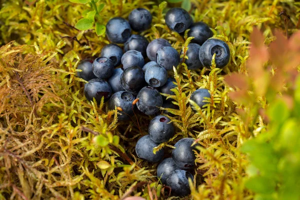 Delicious ripe blueberries lying on a yellow-green soft moss in a pine forest on a Sunny blueberry meadow. — Stock Photo, Image