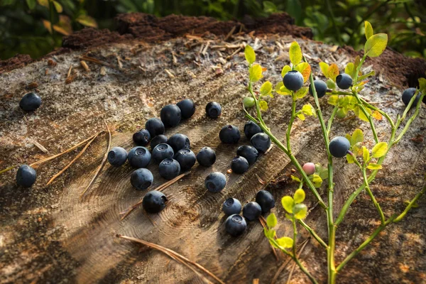 Delicious ripe blueberries lying on a large tree stump in a pine forest in the evening. — Stock Photo, Image