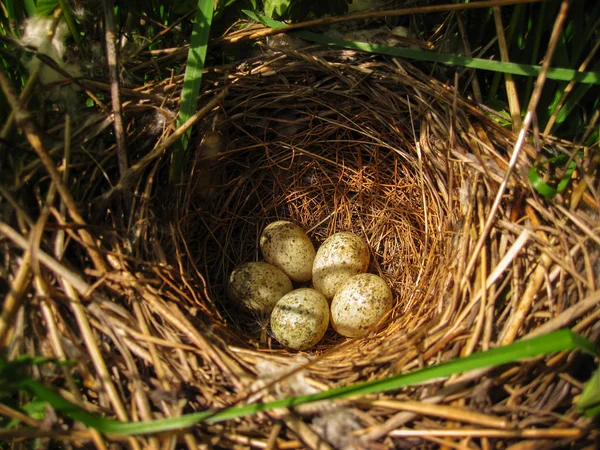 Fünf kleine gefleckte Eier von Waldvögeln befinden sich im wunderschön gemachten Nest unter den Büschen. — Stockfoto