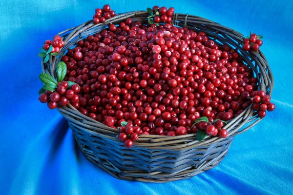 Deliciosos cranberries maduros em uma cesta de madeira fica em uma toalha de mesa azul — Fotografia de Stock