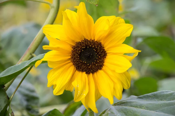 stock image Beautiful yellow flower of a sunflower bloomed in a field in summer