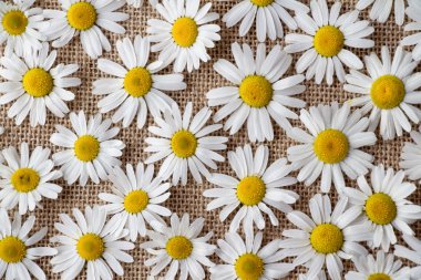 Güzel çiçekler papatya gri bir arka plan üzerinde yalan.