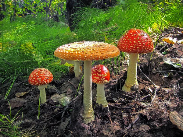 Mantar beyaz ile kırmızı bir şapka ile büyük noktalar büyür ormanda — Stok fotoğraf