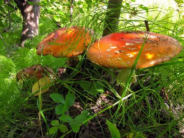 Mantar beyaz ile kırmızı bir şapka ile büyük noktalar büyür ormanda — Stok fotoğraf