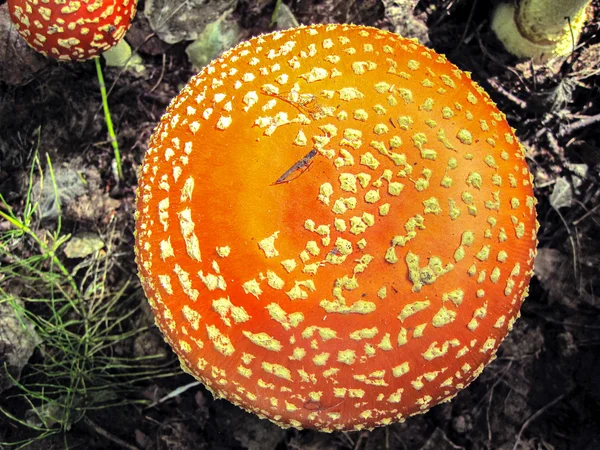 Las setas son grandes con un sombrero rojo con puntos blancos crecen en el bosque — Foto de Stock