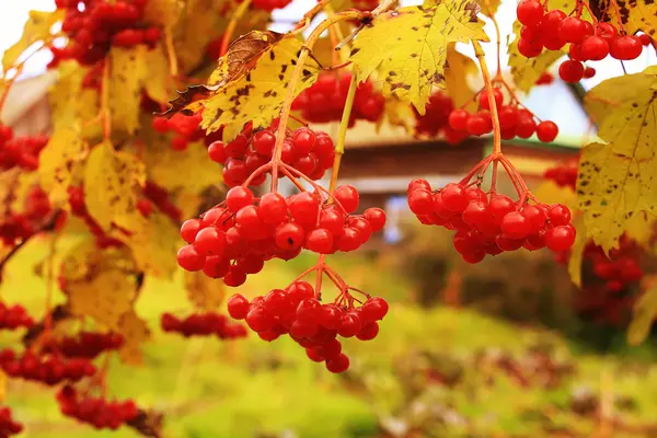 Ripe bunches of red viburnum hang among yellow leaves in autumn — Stock Photo, Image