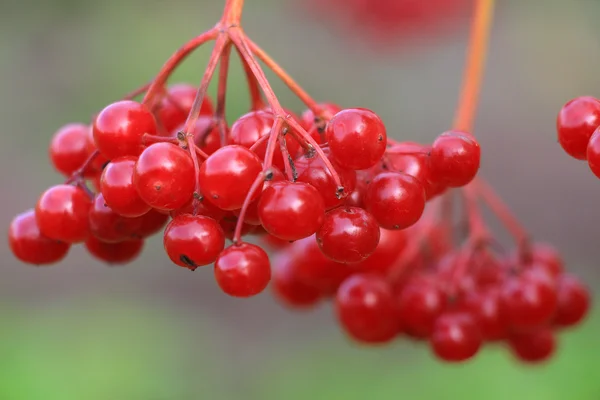 Racimos maduros de viburnum rojo cuelgan entre las hojas amarillas en otoño —  Fotos de Stock