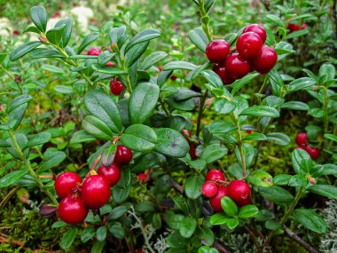 Çam ormanı içinde olgun kırmızı yabanmersini yetişir.