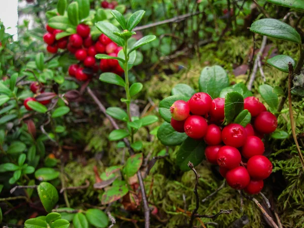 Ripe red cowberry grows in pine forest. — Stock Photo, Image