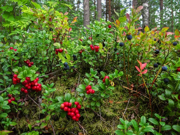 Ripe red cowberry grows in pine forest. — Stock Photo, Image