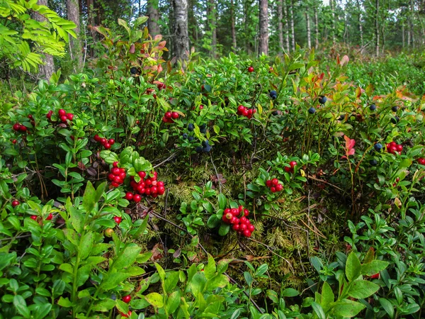 Ripe red cowberry grows in pine forest. — Stock Photo, Image