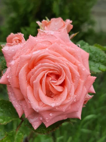 Розовая Роза Росой — стоковое фото