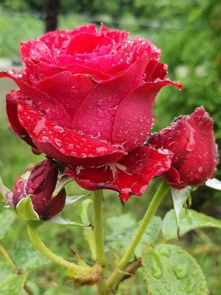 Красная Роза Росой — стоковое фото