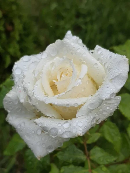 Белая Роза Росой — стоковое фото