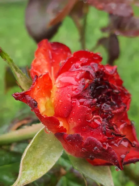 Красная Огненная Роза Росой — стоковое фото
