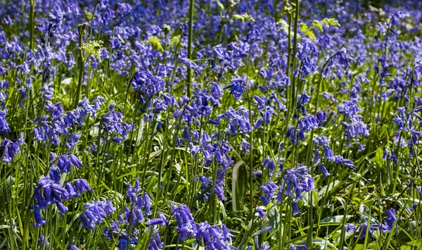 Blubells dans le bois — Photo