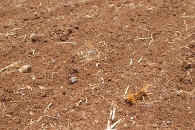 Çiftlik zemin hazırlamak dikim