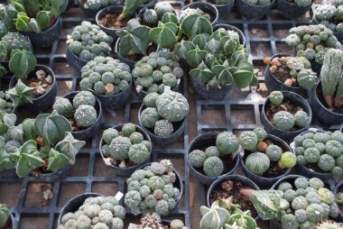 Saksı houseplant küçük yeşil kaktüs seçici odak