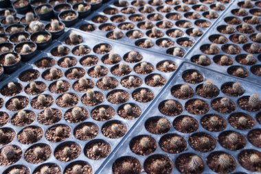 Saksı houseplant küçük yeşil kaktüs seçici odak