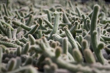 Saksı houseplant küçük yeşil kaktüs seçici odak